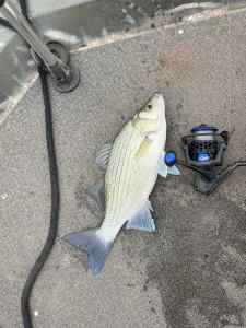 IMG_1615.jpeg