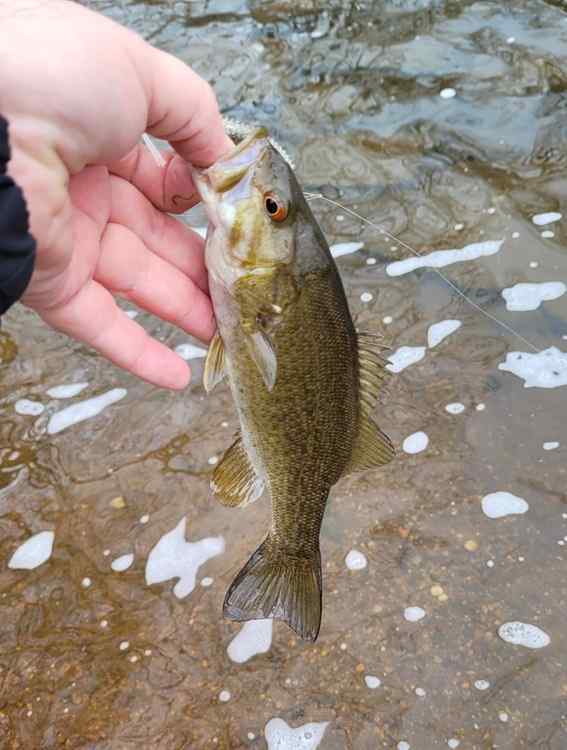 20250421_firstbass.jpg.92f7edcf943699e66bc8b916da580325.jpg