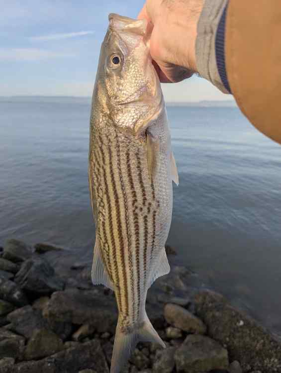 baystripe.jpg.3f58ce7a6349c80797e03d34be414ad5.jpg