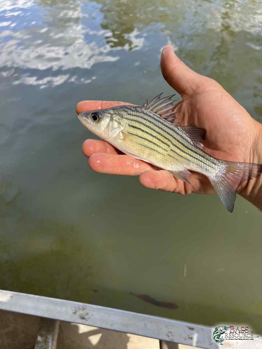 large.IMG_1731.jpeg