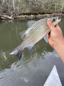 IMG_1733.jpeg