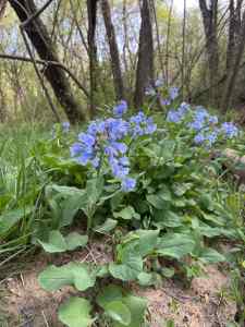 IMG_1736.jpeg