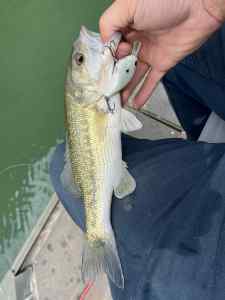 IMG_2087.jpeg