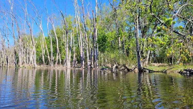 20250509_Bayou.jpg.37dd1efbeb13177ffa66ac467bc773b0.jpg
