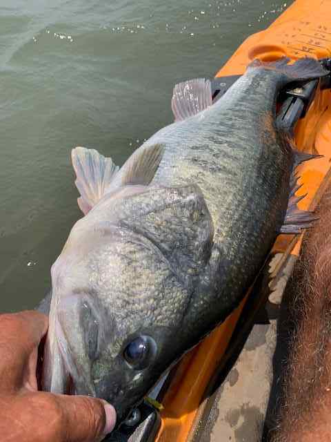24inch8.6poundbassMay212024.jpg.b818d40471eda9685e242cd24b773a5c.jpg