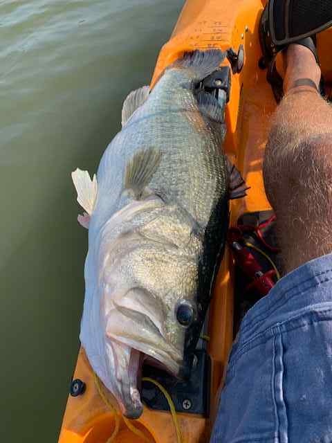 25inch9.9poundbassMay212025.jpg.dfcf3d09436255cc8200cb5a1f502aab.jpg