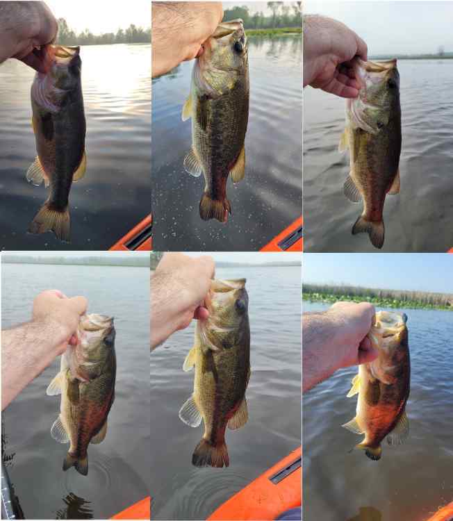 Bayou2s.jpg.c8f13f6d7f02558f52feb8c7d43a5114.jpg