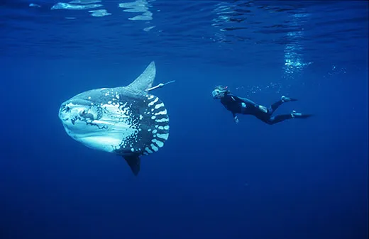 Ocean-Sunfish-Tierney-Thys-with-a-tagged-mola-520.webp.ec441107592beb1cf7fc2ee5df53b7c8.webp