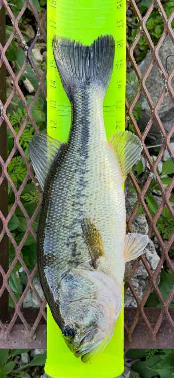 bass.jpg.0be36463d848d6f847e7839df25783d2.jpg