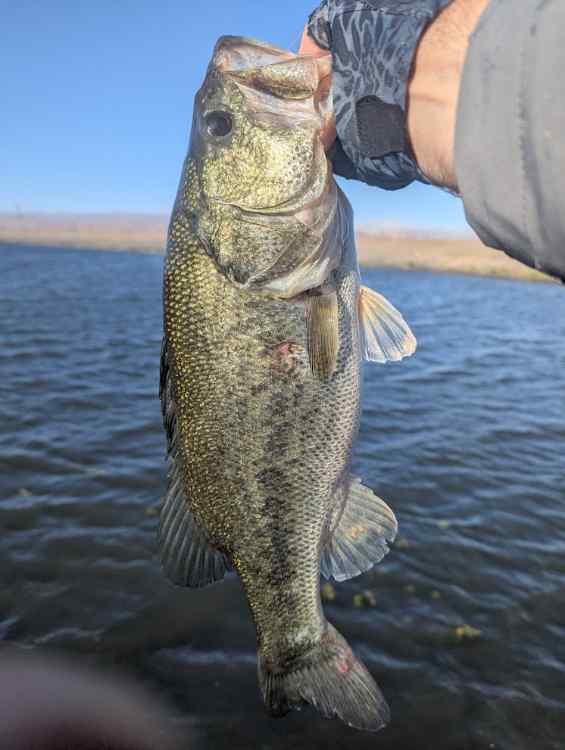 bass.jpg.5b180fa242b24e9b453cd028653e22d5.jpg