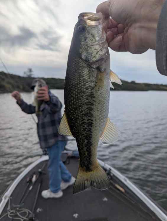 bass01.jpg.5a6165803d2c7fd0a1cfdd6fc0b42165.jpg