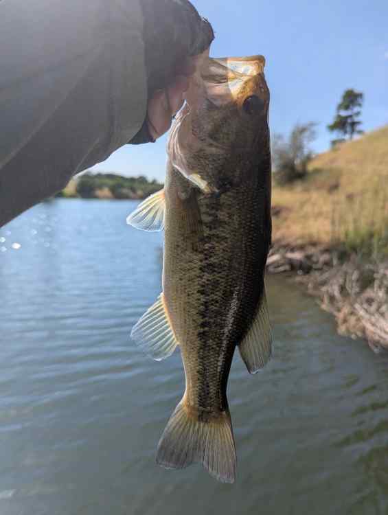 bass02.jpg.7071676aa053a92796bcaf4c5a02c119.jpg