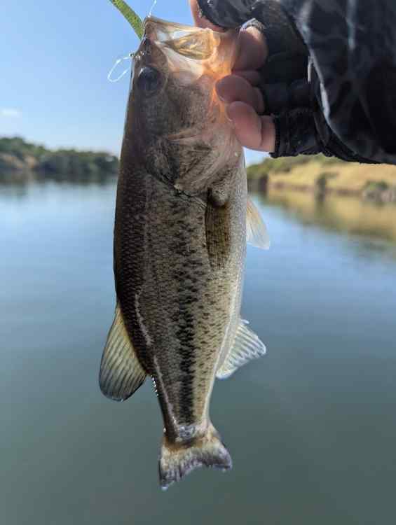 bass03.jpg.98f514bdc0c2e24410571be3d5a91a66.jpg