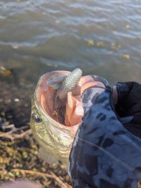 lure.jpg.4c6121d5cccaa1b6904128722fabf8a4.jpg