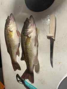 IMG_2498.jpeg