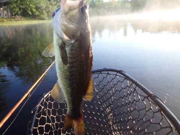 18incher.JPG.09682c65ac78e3f73fea088304014be4.JPG