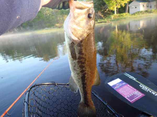 19incher.JPG.91d6a698543fdb9ad26b2f6abb1e16f2.JPG