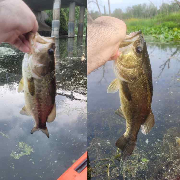 20250606_Bayou2s.jpg.50f93b4313a224aaf91e713b2d12815a.jpg