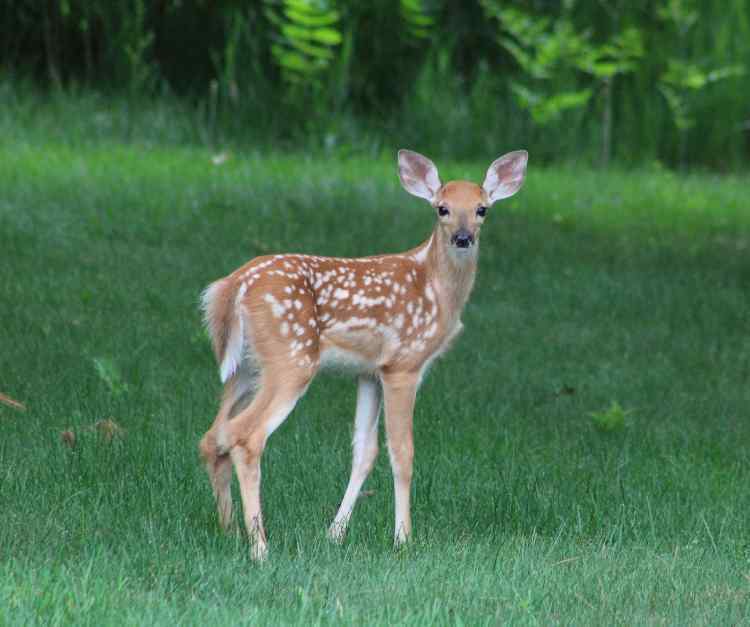 Bambi1br.JPG.d94a3dc57772eff781e3a4617f54492d.JPG
