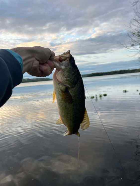 IMG_2112-compressed.jpeg.ca65b26dfbb19ec30b00c0c7b026005a.jpeg