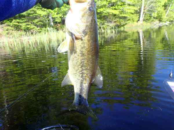 averagebass.JPG.126f1f0d657c922e977fb67330bca82e.JPG