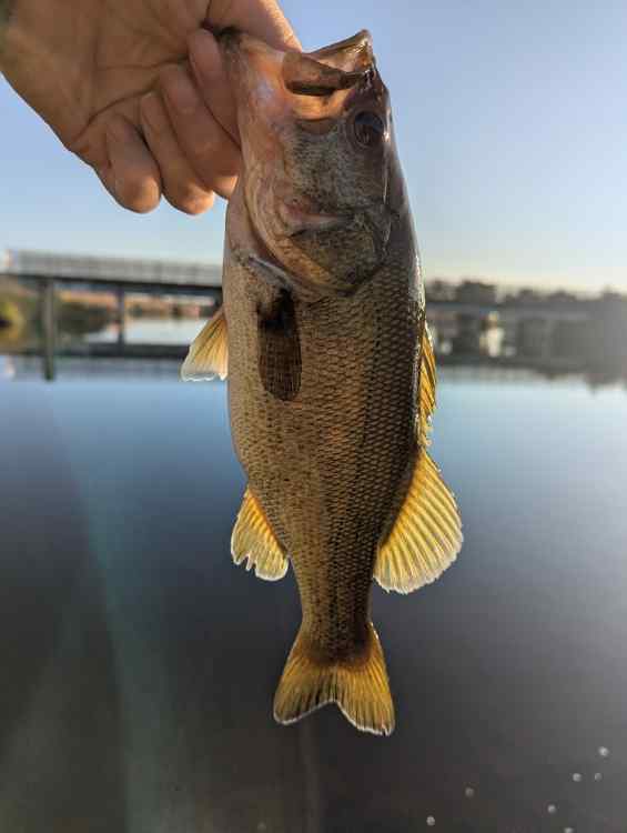 karfish.jpg.b956626dced62a074a77f71d000f199c.jpg