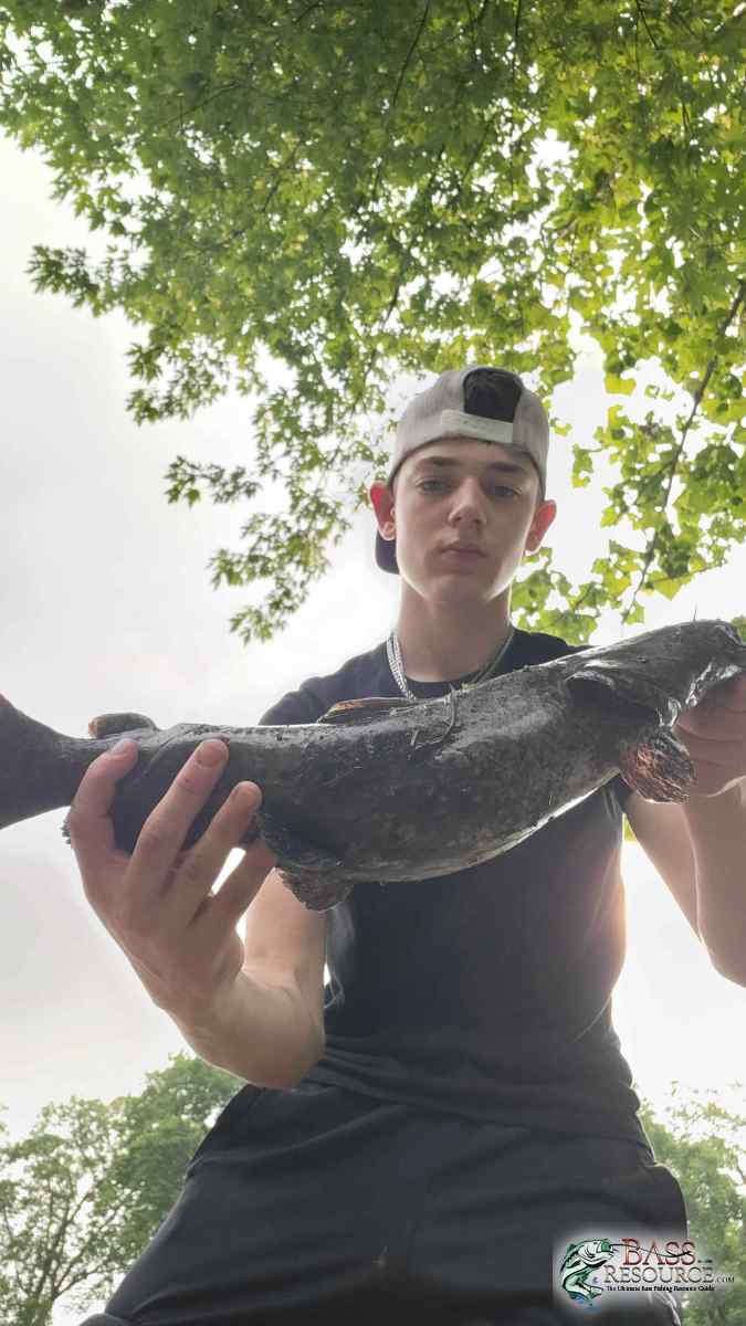 catfish