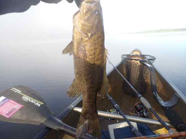 skinnysmallie.JPG.d7fc95da1d285f09393252e2080ace5e.JPG