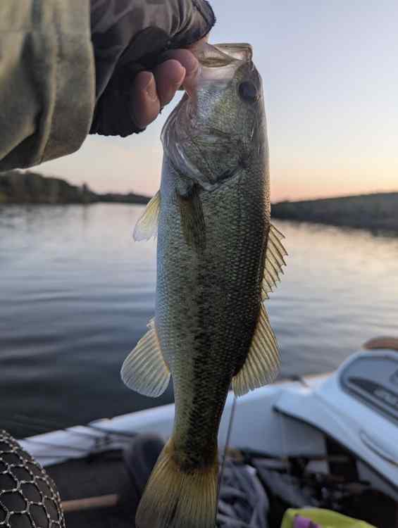 spookbass.jpg.5145c39cafc016b6b16811d0d0ca31d4.jpg