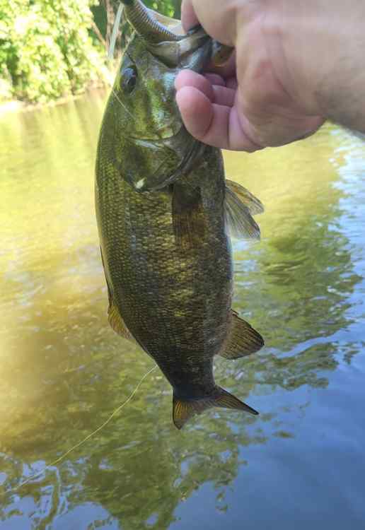 20250718_ThornappleSmallie.jpg.806e59bc8a4c80551200418d452bbf4f.jpg