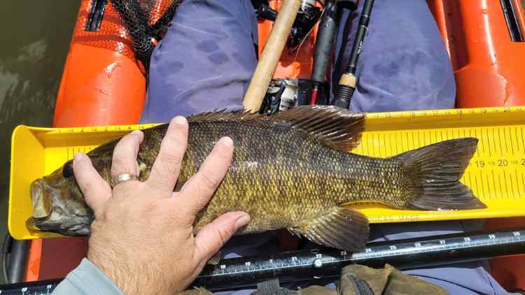 20250727_19smallie.jpg.67f27ce3ab5a4be3e9d64db58e5fcc00.jpg