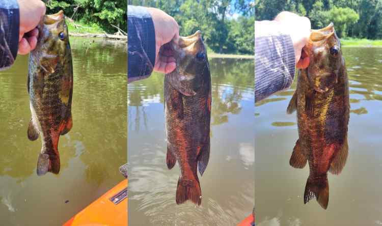 20250727_3Smallies.jpg.14edfeace04791e2364b82d9b7a603d7.jpg