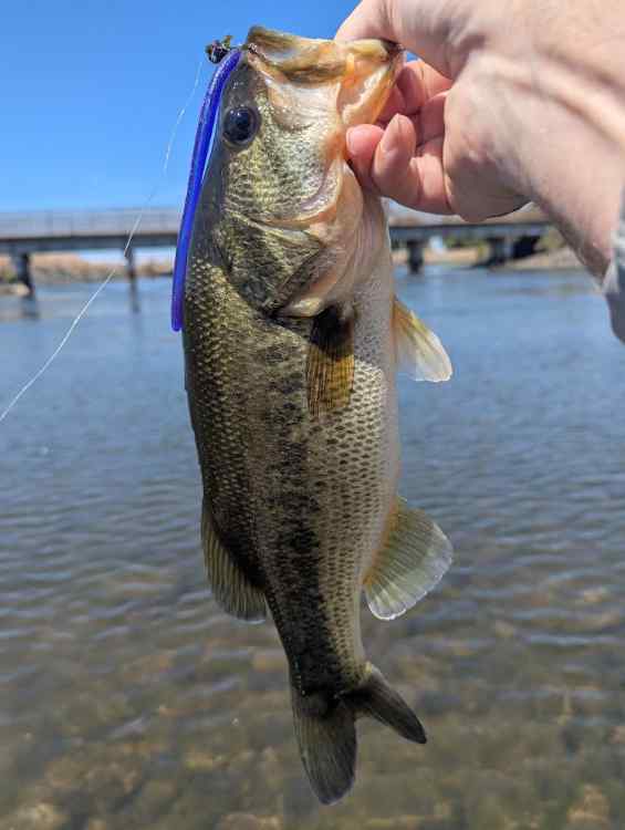 dsbass.jpg.0537a414268009d4b869c4b98c0dc039.jpg