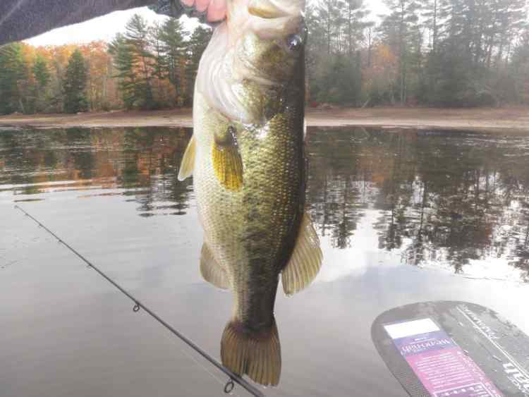fivepounderparttwo.jpg.9715bf575451e5b8dac5fc9bde71d8d7.jpg