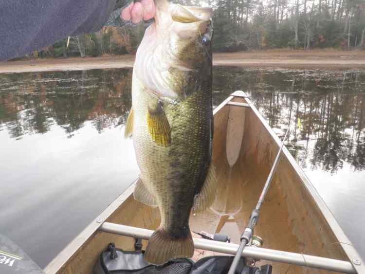 sevenpounder.jpg.8abe14b4b6db4f9b619a036fdd77458d.jpg