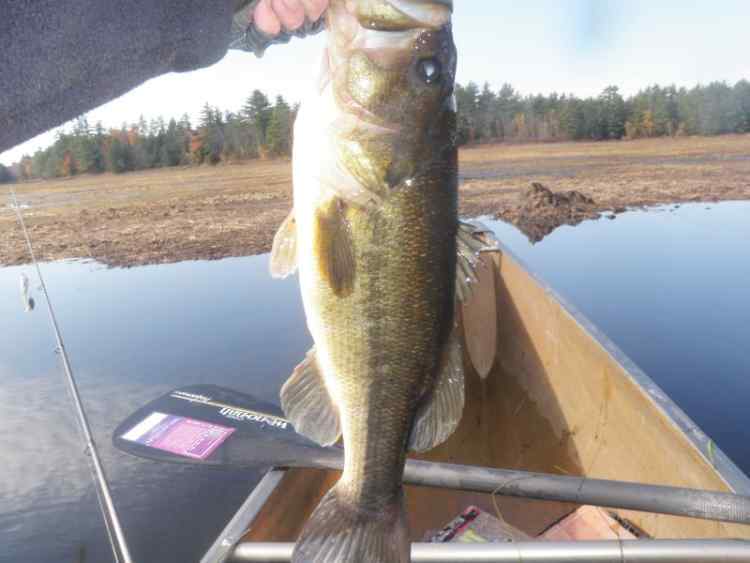 sixxpounder.jpg.d786a2f66954235206f4805cbd27f463.jpg