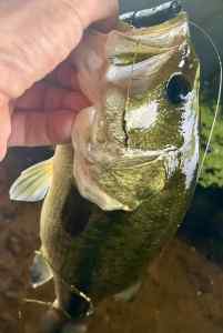 IMG_3165.jpeg