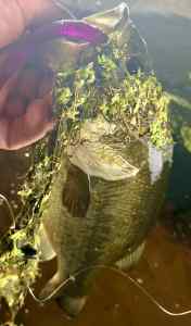 IMG_3166.jpeg