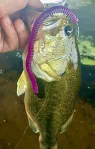 IMG_3169.jpeg