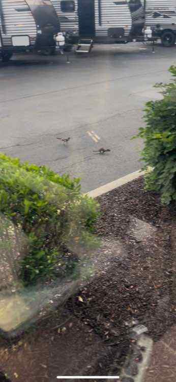 IMG_2199-compressed.jpeg.838c187160ab8739e7f34e0b4dbfcd78.jpeg