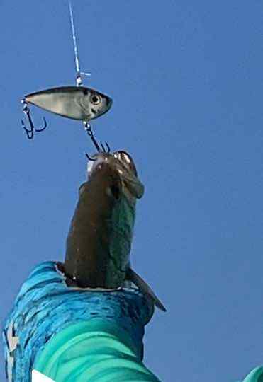 IMG_5538.jpeg.335803c302aff689410554648083f33a.jpeg