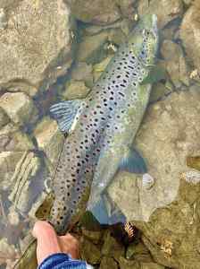 IMG_0895.jpeg