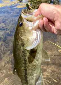 IMG_3233.jpeg