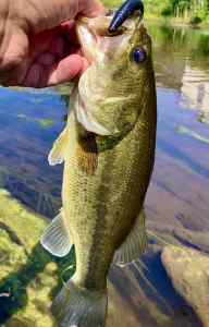 IMG_3242.jpeg
