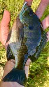 IMG_3377.jpeg