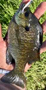 IMG_3395.jpeg