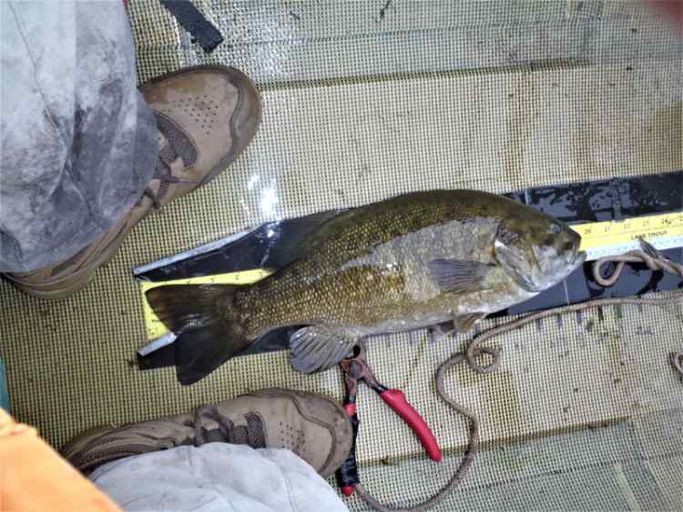 Bass6big2.JPG.d61dd87fb9eb9d111bfddfdea6b76c0f.JPG