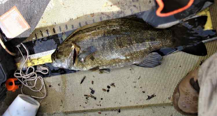 Bass7big-Copy.JPG.9ccb81b511481c17a26a098fa82b7936.JPG