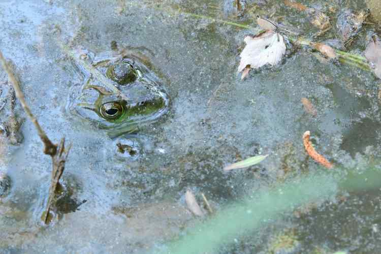Bullfrog2800x1200.jpg.175504c055c73716448197379ad47d69.jpg
