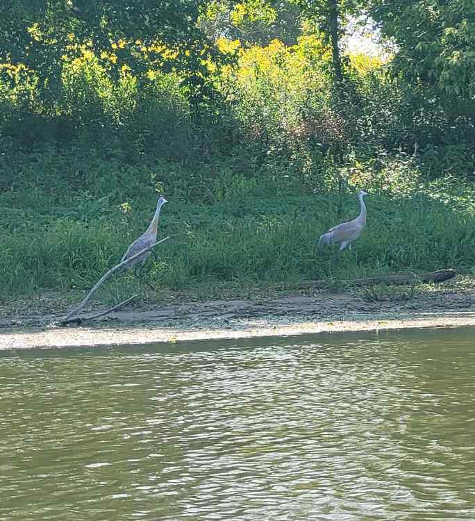 Cranes.jpg.3fb7346f833132e70d3fa07b030a2c21.jpg